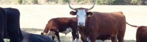 cropped-red-horned-steer.jpg