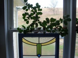 Holly sprigs in the kitchen window