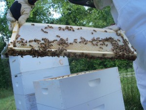 Bee hive 012