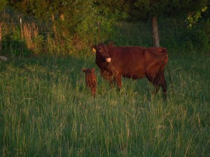 Gertude's bull calf 010